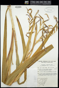 Image of Gladiolus colvillei