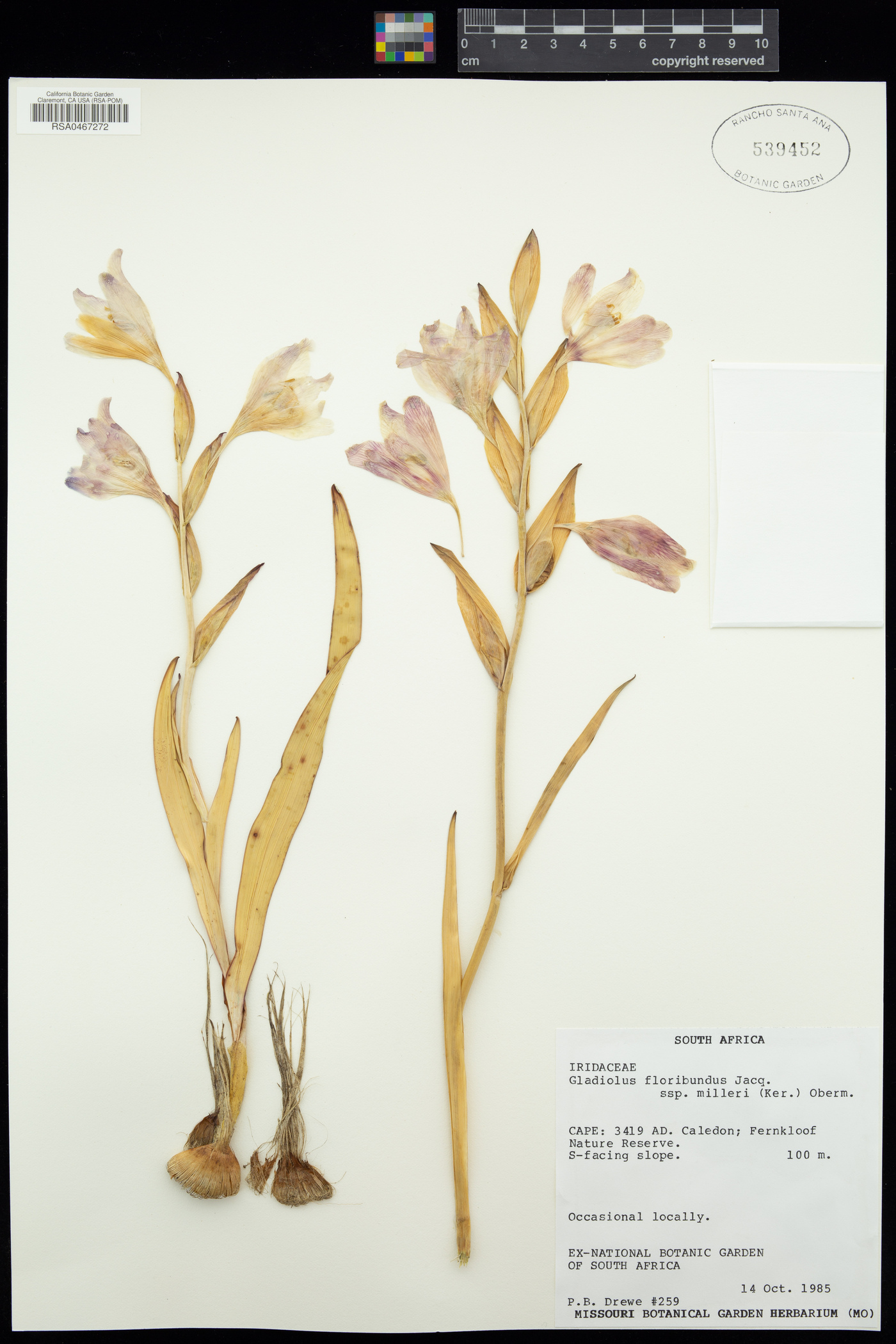 Gladiolus floribundus image