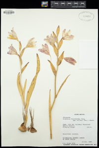 Image of Gladiolus floribundus