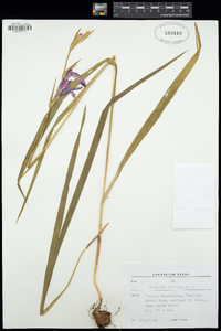 Image of Gladiolus italicus