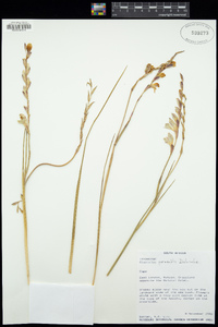 Image of Gladiolus permeabilis