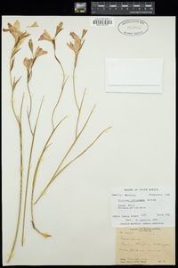 Image of Gladiolus hirsutus