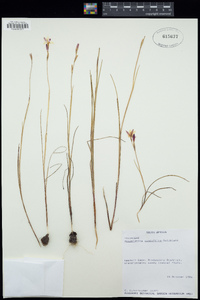 Image of Hesperantha juncifolia