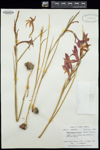 Image of Gladiolus watsonius