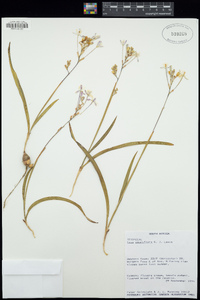 Image of Ixia pauciflora