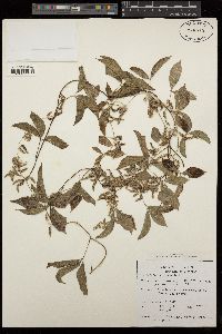 Dioscorea pentaphylla image