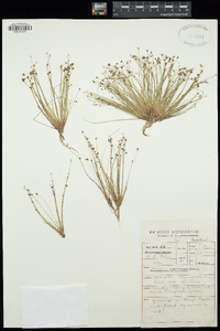 Isolepis cernua image