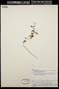 Image of Cheiranthera parviflora