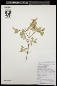 Symphoricarpos rotundifolius image