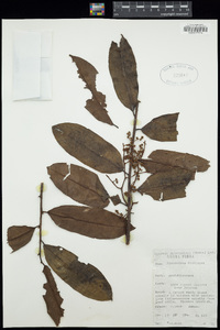 Image of Pycnanthus dinklagei