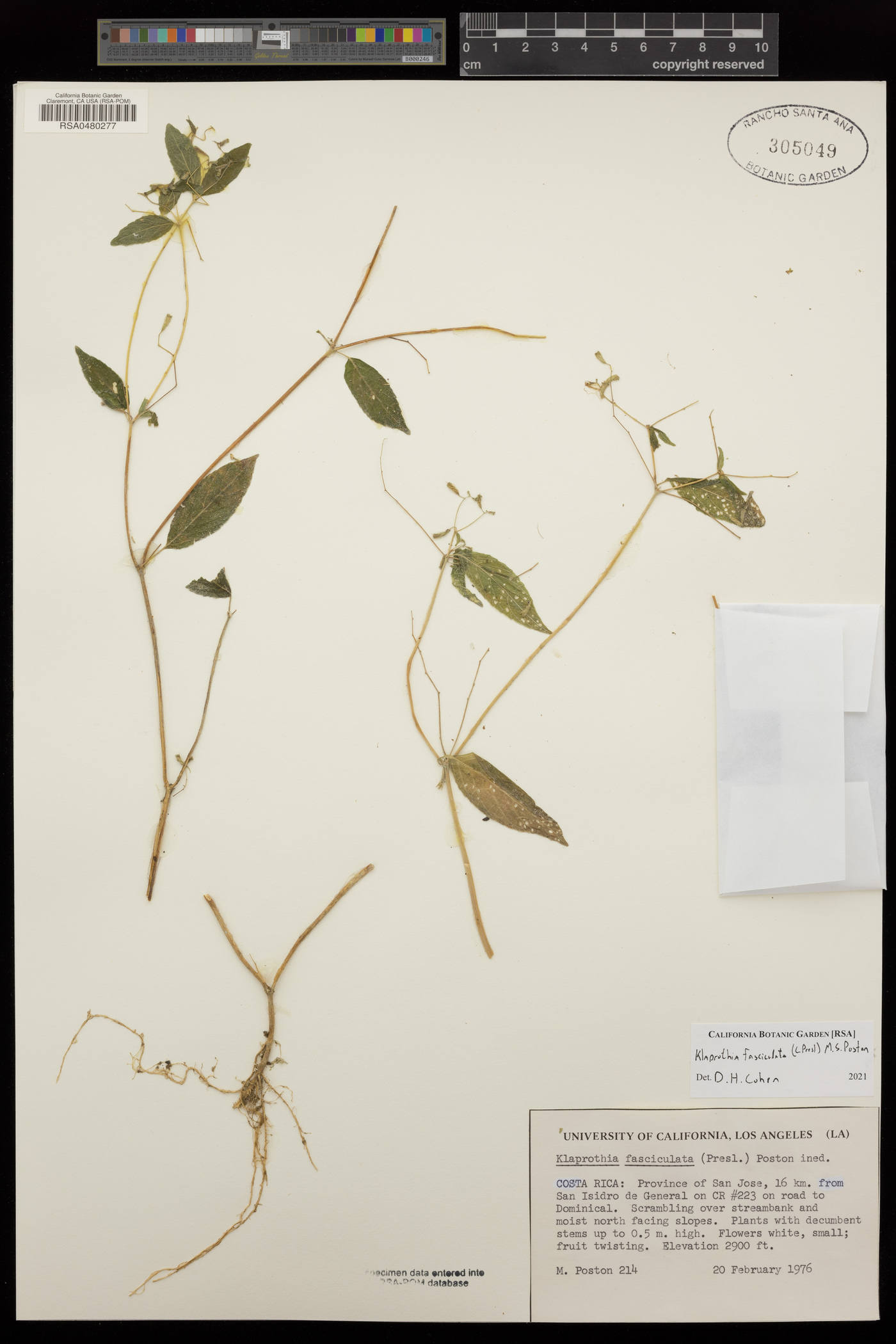Klaprothia fasciculata image