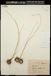 Image of Gladiolus byzantinus