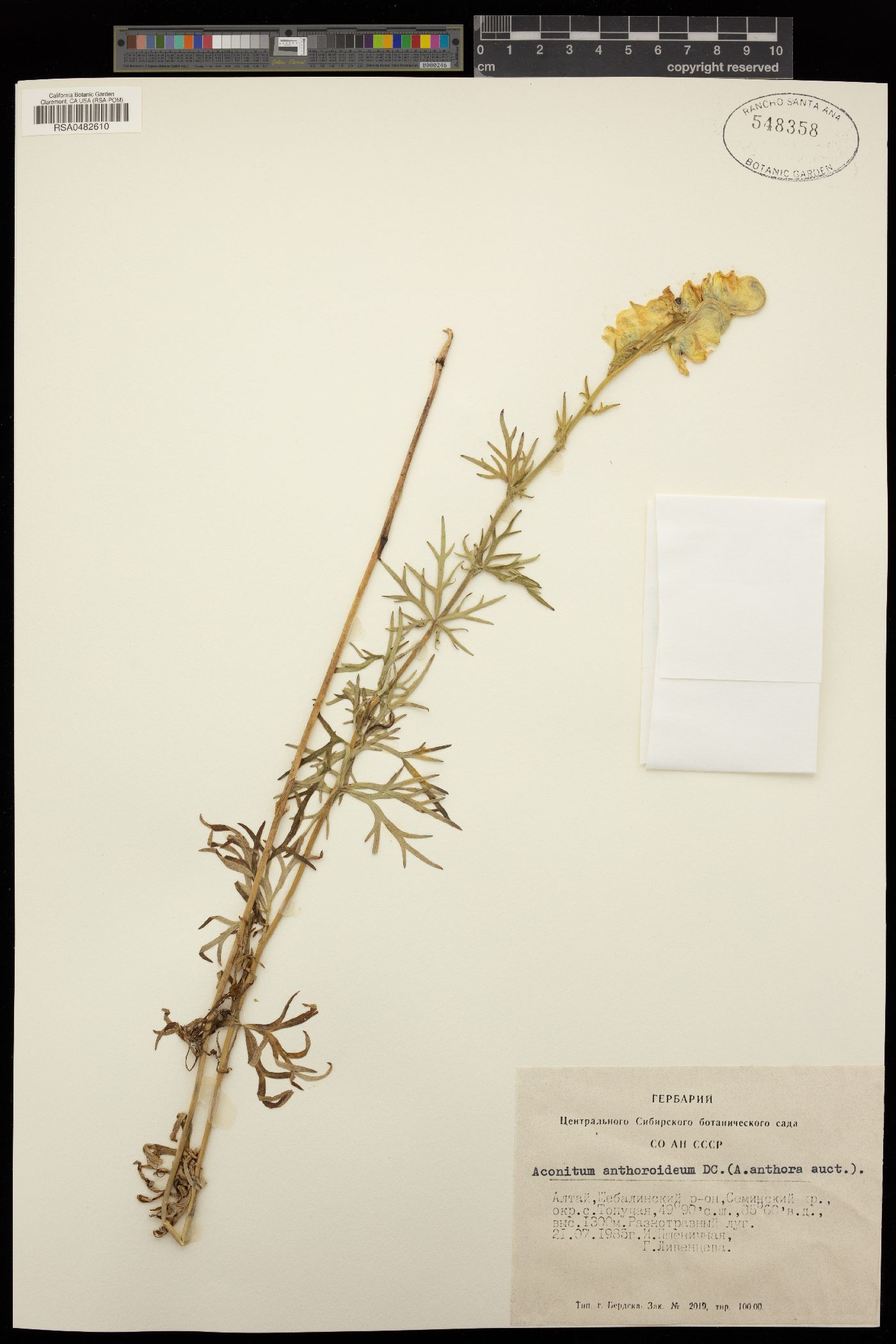 Aconitum anthoroideum image