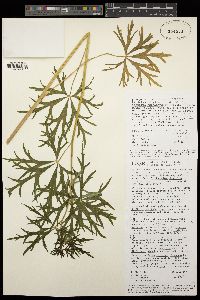 Aconitum czekanovskyi image