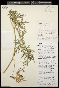 Aconitum czekanovskyi image