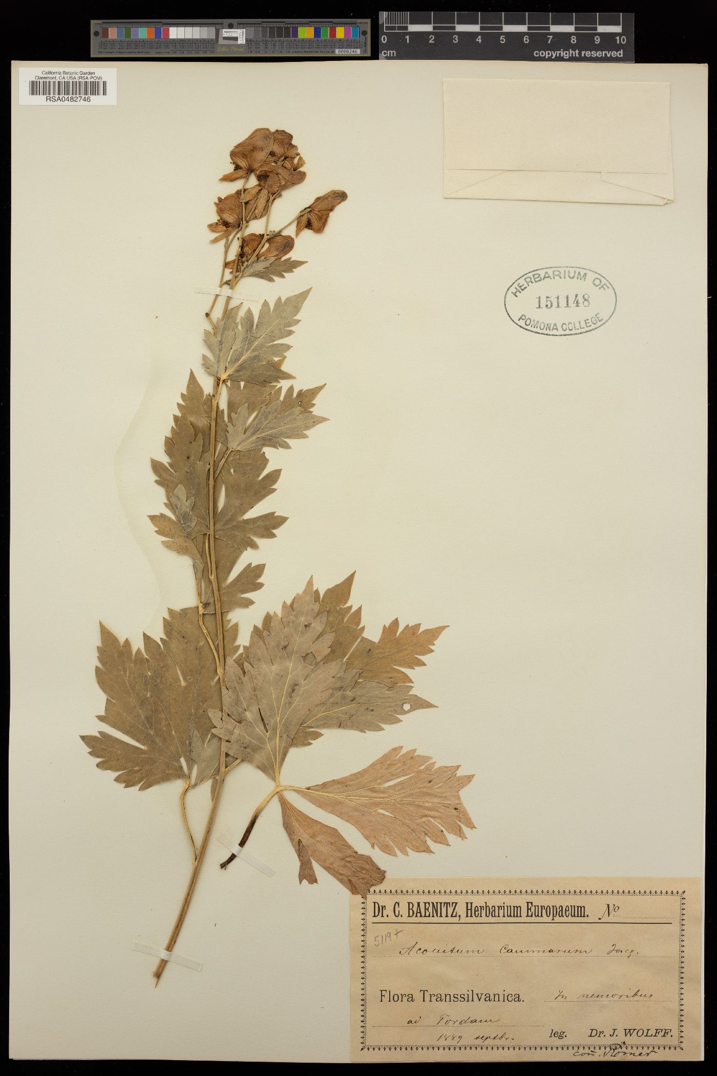 Aconitum cammarum image