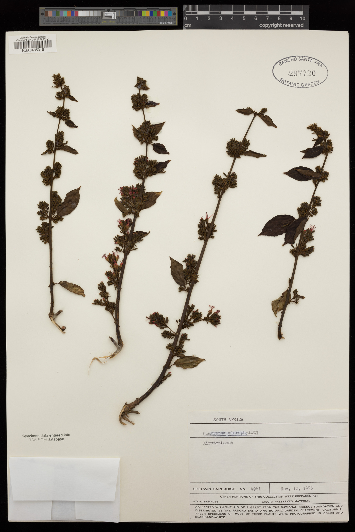 Combretum microphyllum image