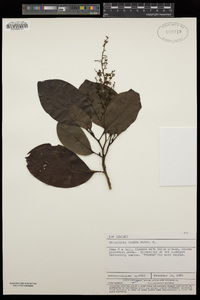 Image of Griselinia lucida