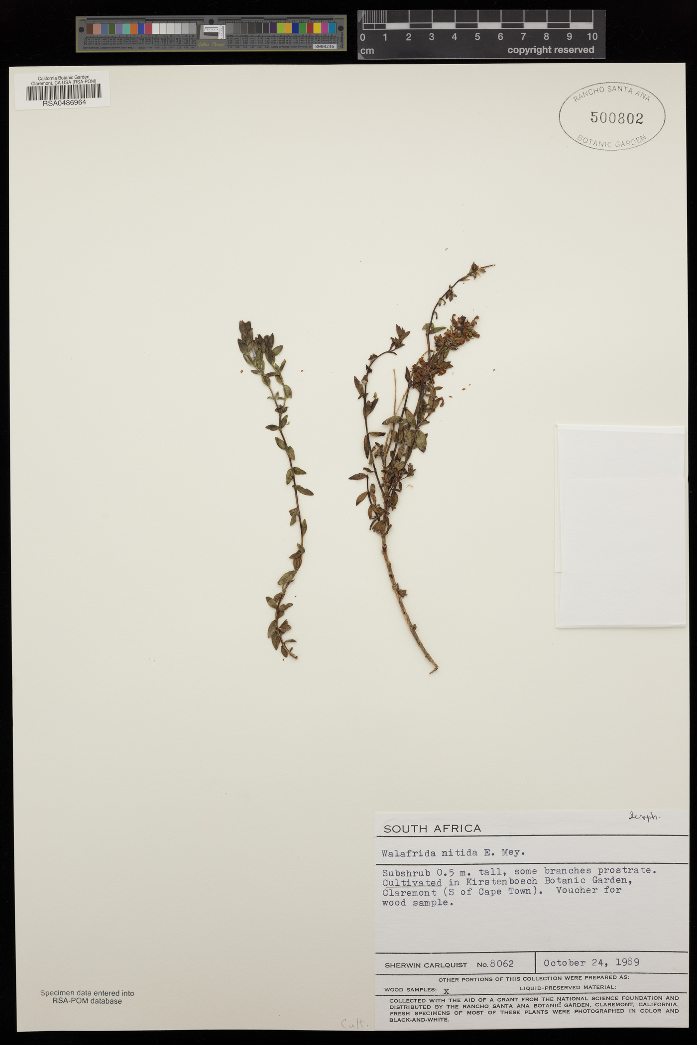 Selago myrtifolia image