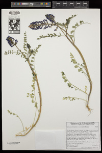 Astragalus lentiginosus var. variabilis image