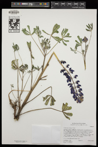 Lupinus succulentus image