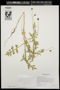 Papaver heterophyllum image