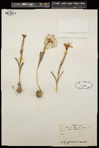 Iris thompsonii image