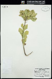 Osteospermum moniliferum image