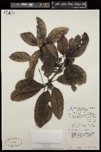 Image of Daphniphyllum gracile
