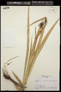Image of Iris halophila