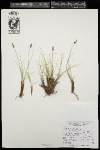 Carex filifolia var. erostrata image