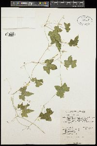 Trichosanthes tubiflora image