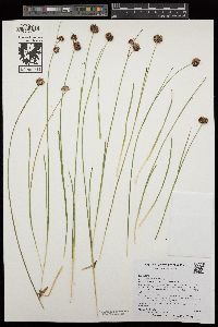 Juncus mertensianus image