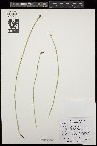 Equisetum laevigatum image