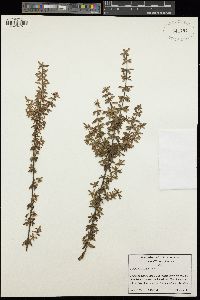 Image of Bauera sessiliflora
