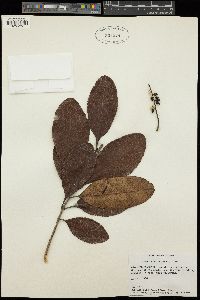 Image of Cunonia balansae