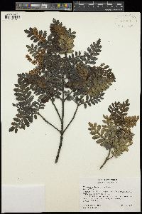 Image of Weinmannia trichosperma