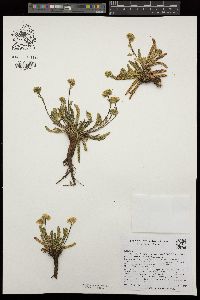 Ivesia lycopodioides image