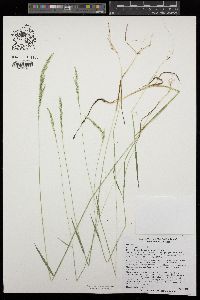 Agrostis idahoensis image