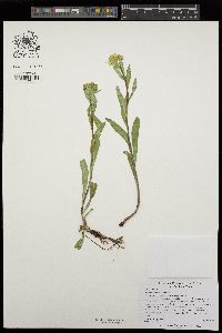 Solidago multiradiata image