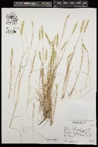 Hordeum intercedens image