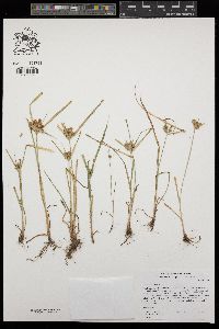 Cyperus odoratus image