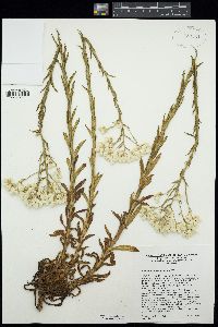 Pseudognaphalium californicum image