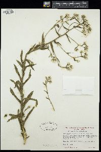 Pseudognaphalium californicum image