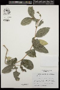 Image of Myrceugenia exsucca