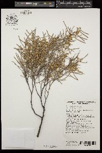 Acacia williamsonii image