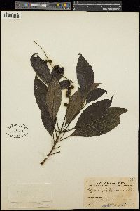 Image of Polyosma philippinensis