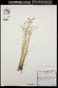 Juncus bufonius image