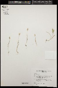 Bromus hordeaceus image