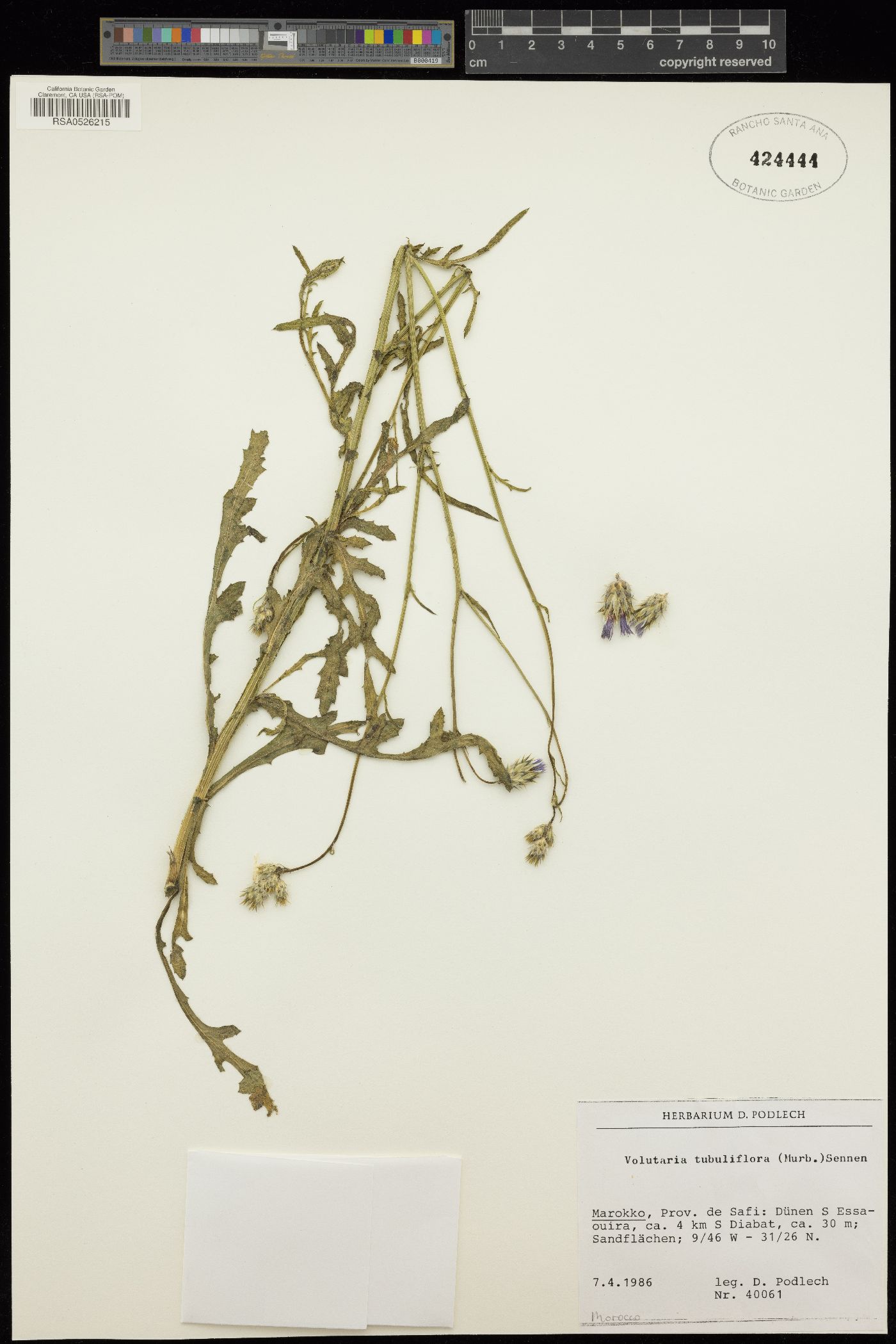 Volutaria tubuliflora image